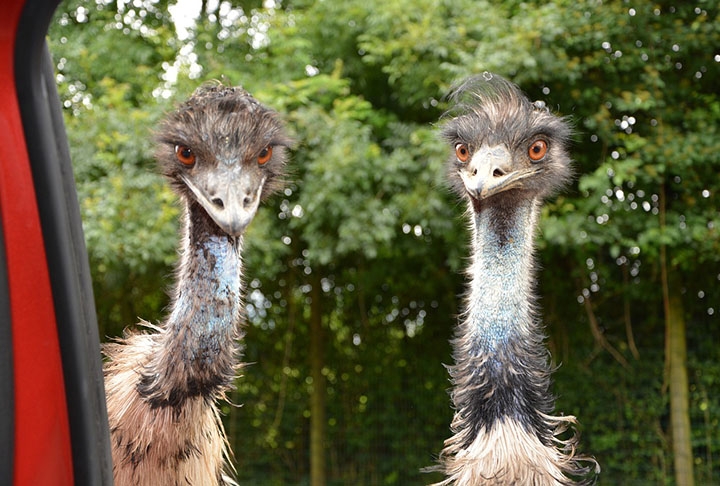 Os emus estiveram envolvidos em um das guerras mais inusitados (para o dizer o mínimo!) da história. O conflito colocou frente a frente militares australianos e o grupo de aves nativas. Reprodução: Flipar