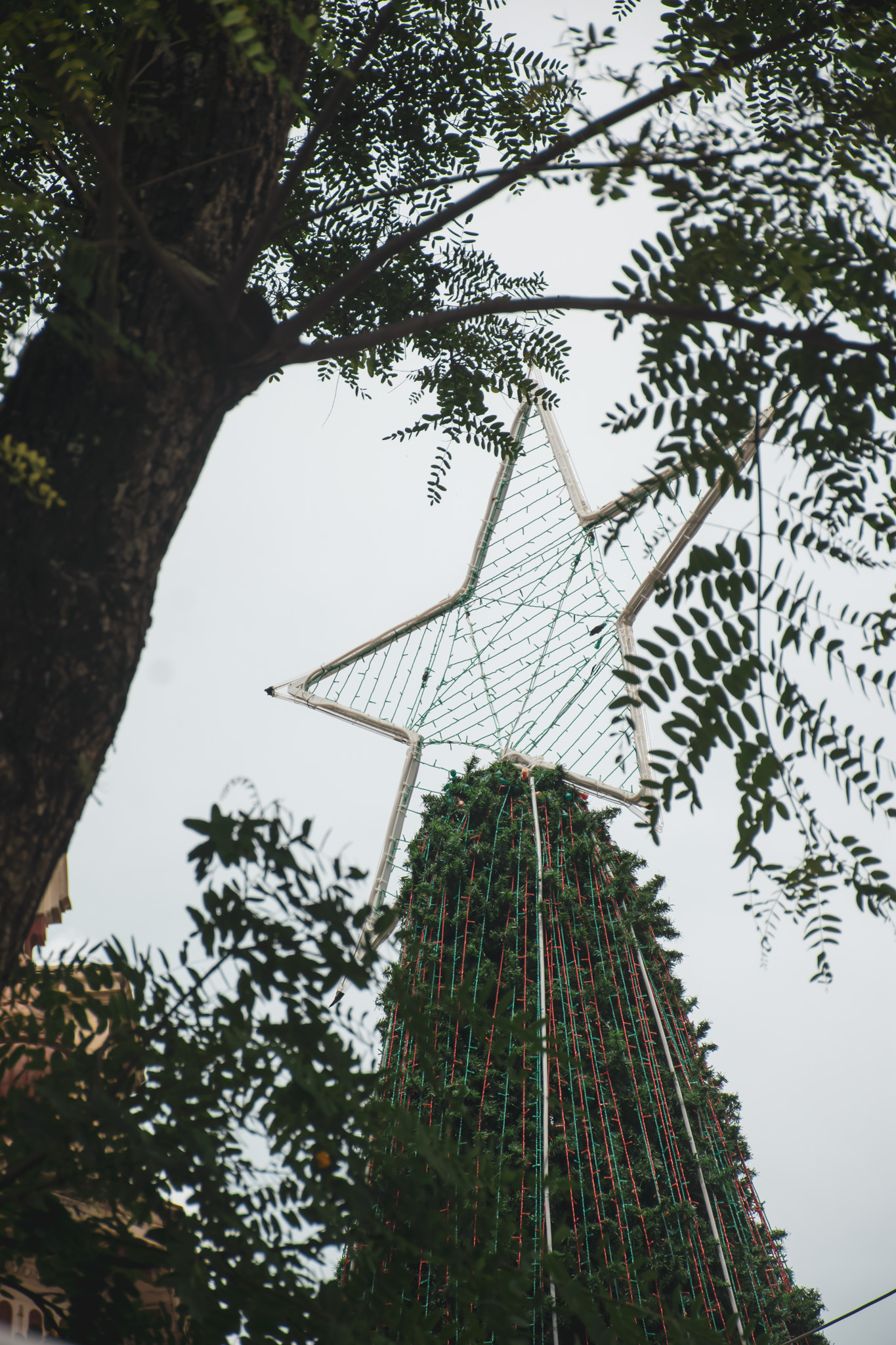 Decoração de Natal em São Paulo (SP). Foto: Divulgação - Prefeitura de São Paulo (SP)