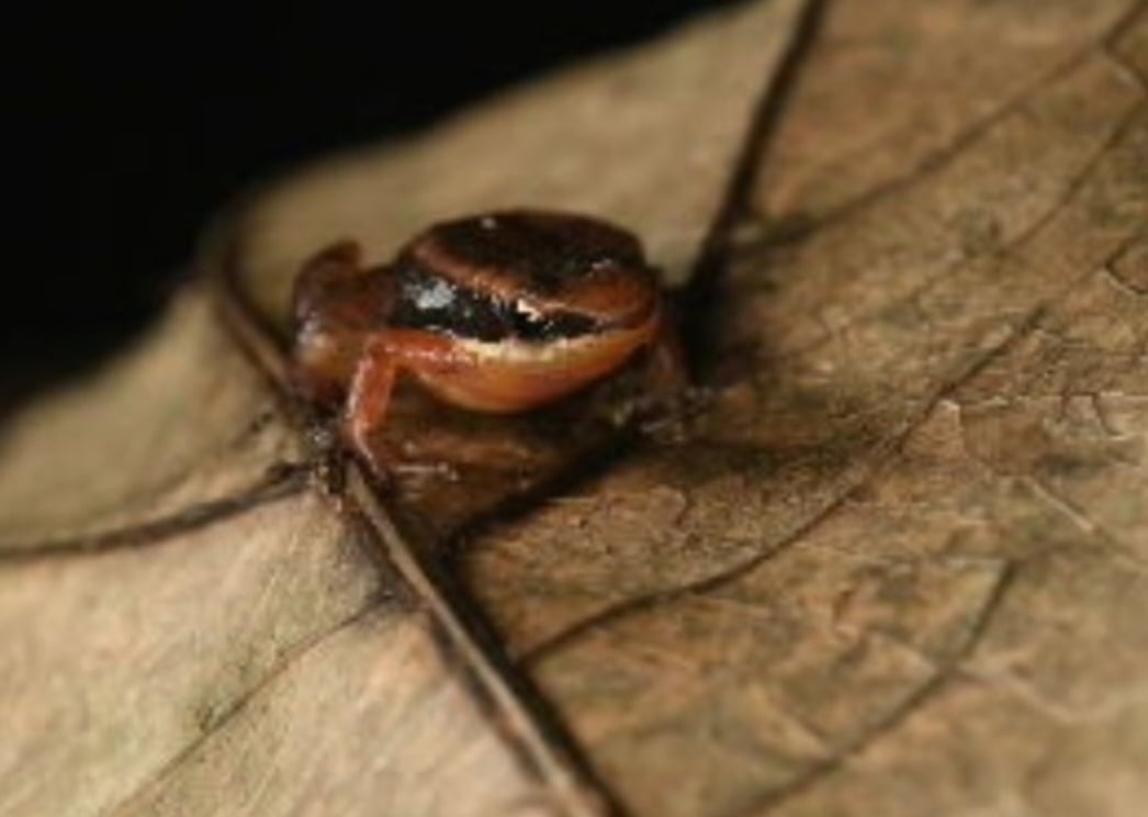 Segundo o  Centro Nacional de Pesquisa e Conservação de Répteis e Anfíbios, cerca de 190 espécies encontradas no Brasil estão sob ameaça de extinção. Reprodução: Flipar