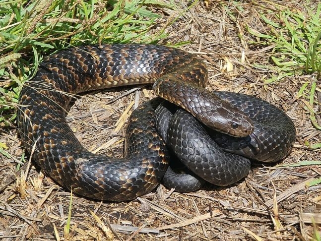 Cobra-tigre: Seu veneno pode matar em até 24 horas, se não for tratado. Além disso, a cobra-tigre é conhecida por sua natureza bem agressiva.  Reprodução: Flipar