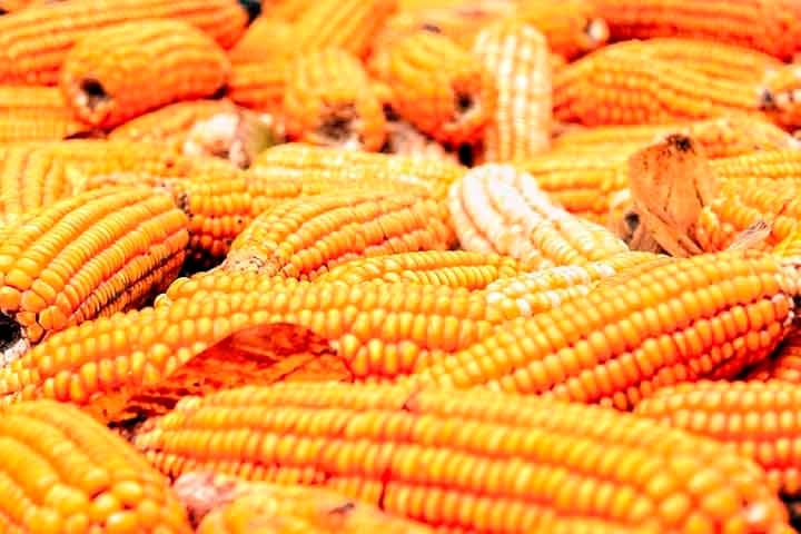 O trigo é também o segundo cereal mais produzido no mundo, ficando atrás apenas do milho. Sua principal utilização é na produção de farinha, que serve de base para pães, bolos, biscoitos, tortas, entre outros produtos alimentícios. Reprodução: Flipar