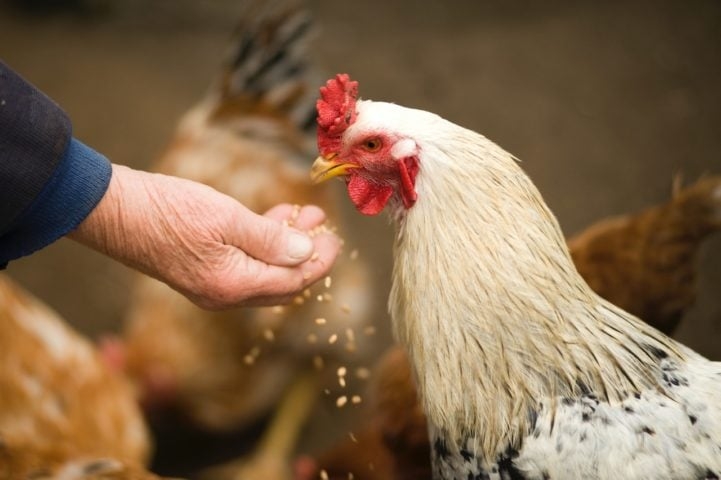Especialistas associam a alta demanda e os preços elevados ao impacto direto da gripe aviária, que só em janeiro atingiu 23 milhões de aves no país. Reprodução: Flipar