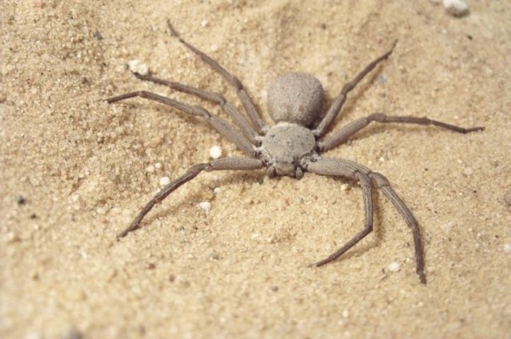 Devido à raridade das picadas, não há um antídoto específico para o veneno da aranha-da-areia, que é altamente necrotizante e hemolítico, similar ao das aranhas-marrons.  Reprodução: Flipar