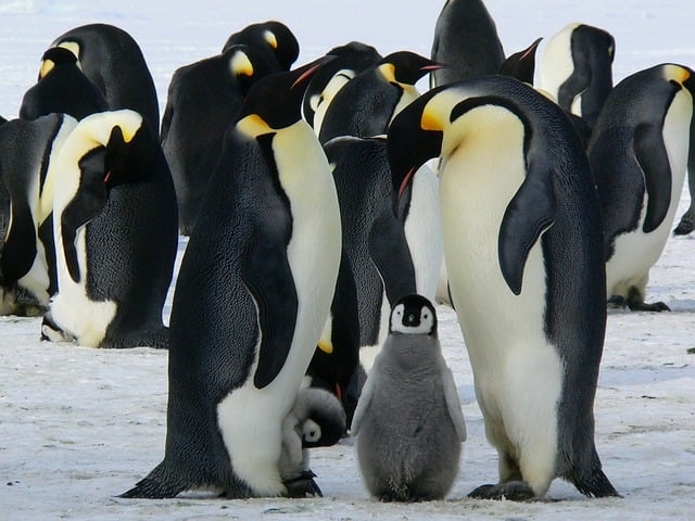 PINGUIM IMPERADOR - É o maior pinguim do mundo, medindo até 1,2 metro de altura e pesando até 40 kg. Possui plumagem preta e branca com detalhes amarelos no pescoço.
 Reprodução: Flipar