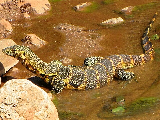 O lagarto do Nilo pode atingir 2 metros de comprimento, com uma pele escamosa de padrão preto e amarelo. É carnívoro e alimenta-se de  pequenos mamíferos, aves, répteis e carniça. É ágil na água e em terra, sendo um bom nadador e um caçador habilidoso. Reprodução: Flipar