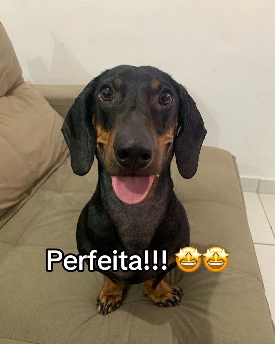 Cão posa para foto. Foto: Reprodução Instagram - @torresmo.jose