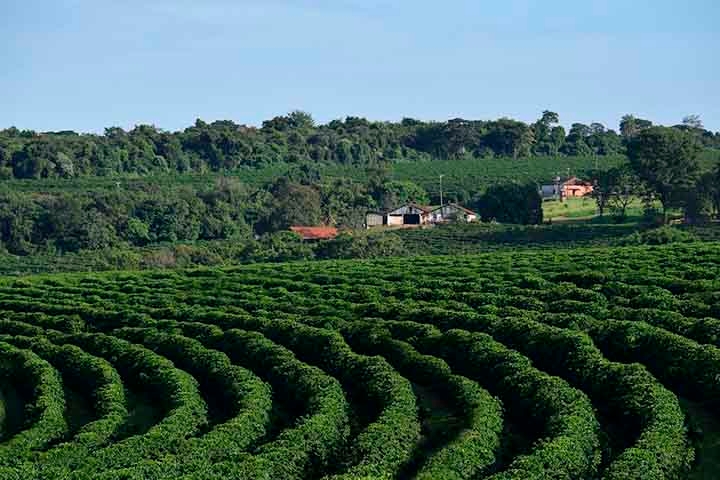 A área total destinada à cafeicultura no Brasil, nas espécies arábica e conilon, é de 2,25 milhões de hectares (22.500 km²).   O Brasil exportou 39,2 milhões de sacas de 60 quilos de café em 2023. Reprodução: Flipar