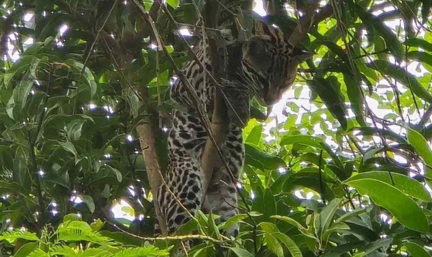 A auxiliar de marcenaria Ivanei de Oliveira Fonseca “flagrou” uma jaguatirica postada em cima de uma árvore do quintal de sua casa. O fato ocorreu na cidade de Monte Claros, no norte de Minas Gerais, dia 09/11. A informação é do jornal “Estado de Minas”. 
 Reprodução: Flipar