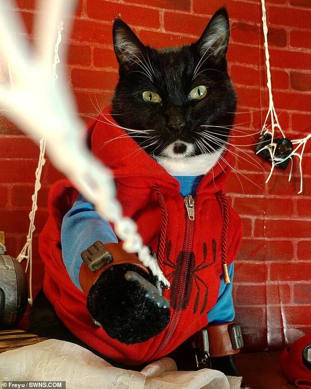 O Peter Parker tá diferente, né? Esse gatinho fez sua melhor impressão de Homem Aranha. Foto: Freyu