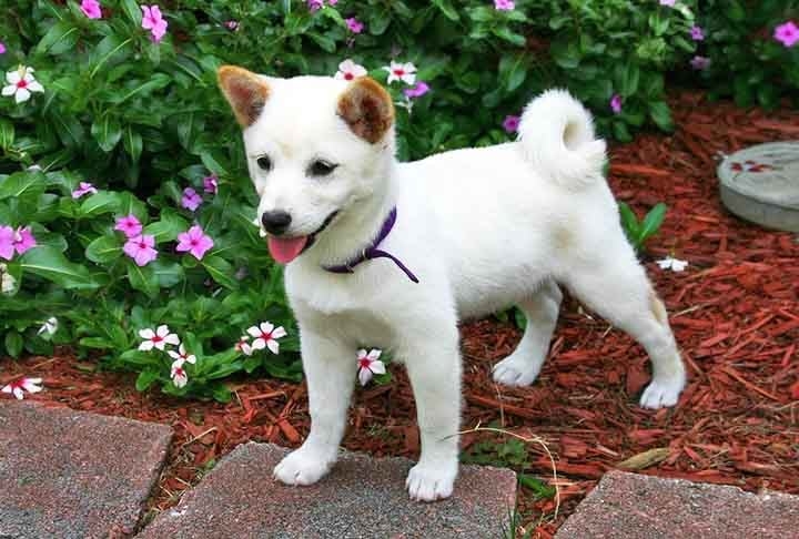 Originário do Japão, o Shiba Inu é provavelmente o menor cachorro asiático. Esses cães são extremamente resistentes e muito fiéis. Reprodução: Flipar
