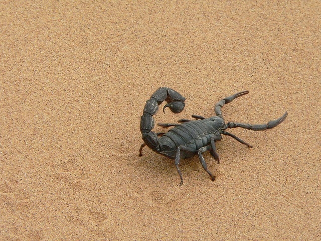 Escorpião-marrom - Esta espécie possui uma toxina muito nociva. Ele tem cerca de 6 cm de comprimento e tonalidade escura. É encontrado em áreas rurais e se esconde em madeira ou entulho.  Reprodução: Flipar