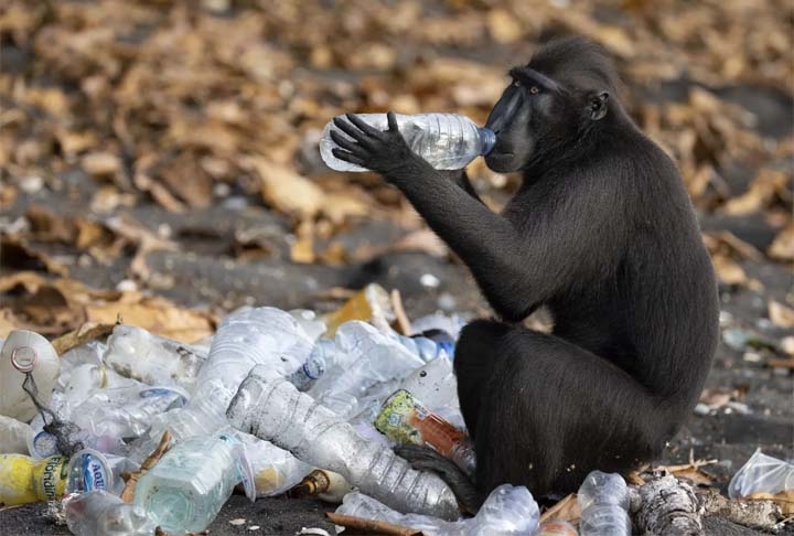 Bebidas de lixo, Reserva Natural Tangkoko Batuangus, Indonésia. Reprodução: Flipar