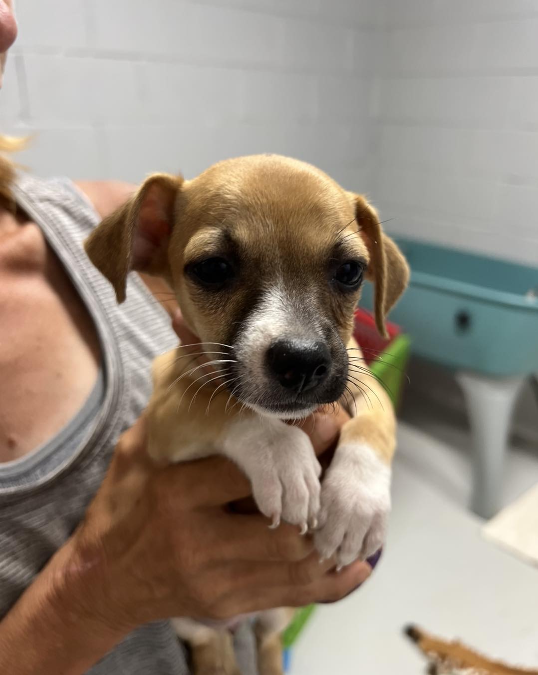 Os irmãos maiores de Enzo foram acolhidos por uma instituição para animais, onde estarão disponíveis para adoção. Foto: Reprodução/Second Chance Farm