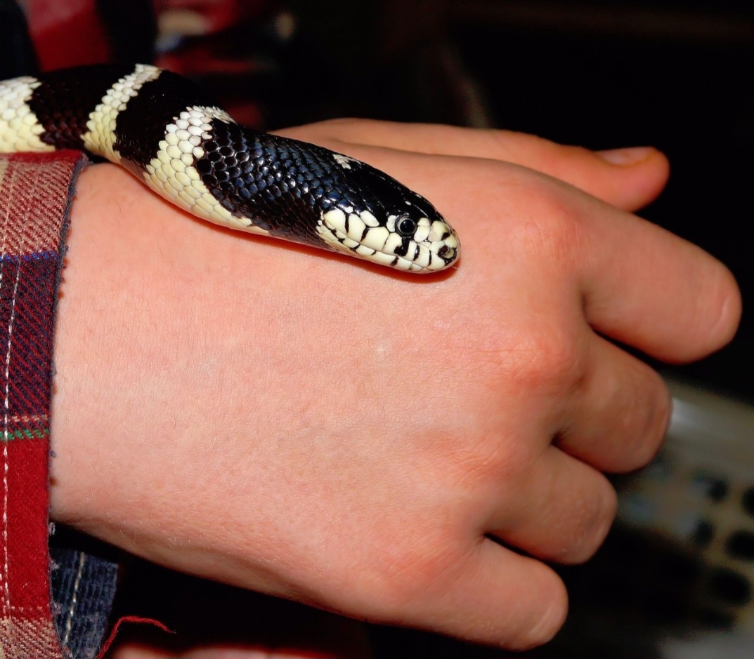 É uma das serpentes mais populares no mercado pet dos EUA devido ao temperamento geralmente dócil. Quando jovem, pode ser mais reativa, mas tende a se acostumar ao manuseio. Vive em cativeiro por mais de 15 anos.  Quando se sente ameaçada, pode vibrar a cauda, liberar um odor desagradável ou tentar morder. No geral, é calma e curiosa.
 Reprodução: Flipar