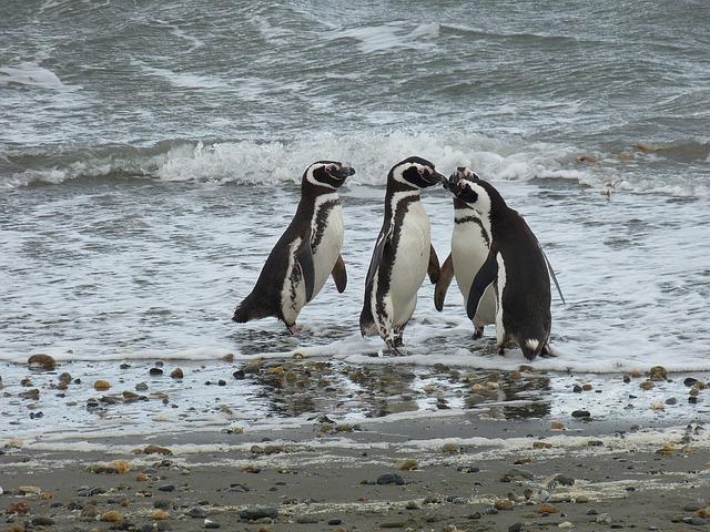 Não tem como falar da Antártida sem falar dos pinguins. São aves, mas muito adaptadas à vida aquática.  Reprodução: Flipar