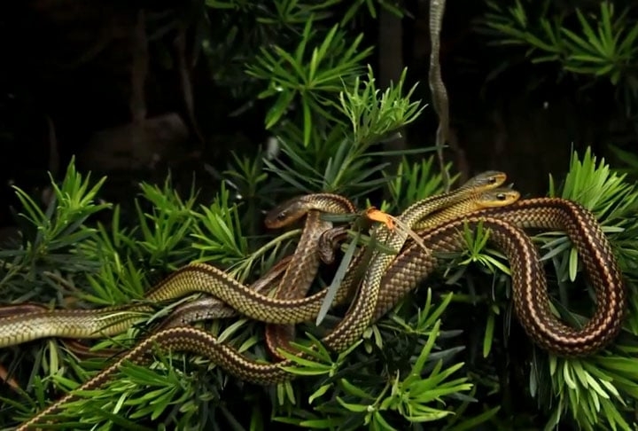 A falta de predadores naturais e da intervenção humana permitiu a proliferação dessas serpentes num ambiente isolado e a ilha foi se consolidando como um dos lugares mais inóspitos do planeta.   Reprodução: Flipar