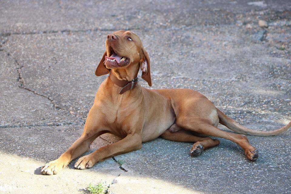 Um cão dócil e muito inteligente. Foto: Ferenc Novák/Pixabay
