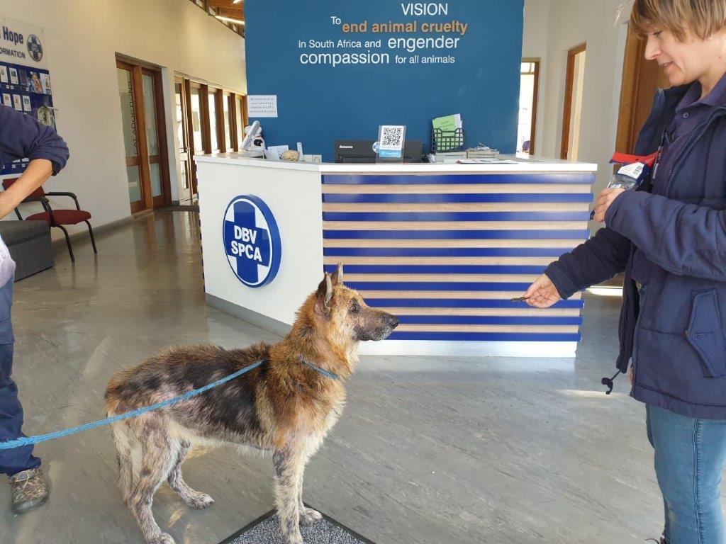 O objetivo agora é identificar e punir os responsáveis . Foto: Reprodução/SPCA