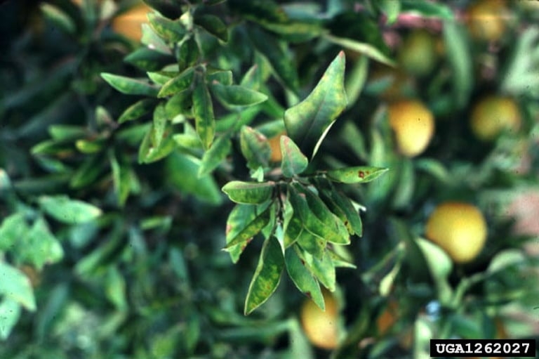 A produção de azeite está enfrentando outro problema com a bactéria Xylella, que ataca as oliveiras e faz as árvores secarem. Reprodução: Flipar