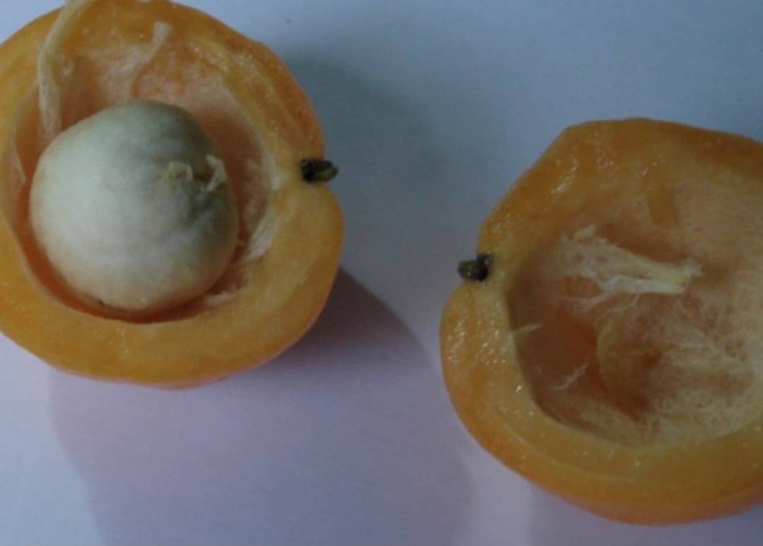 Cagaita - Típica do Cerrado brasileiro, ela tem polpa suculenta e sabor levemente ácido. Seu nome deriva de seu efeito laxante quando consumida em excesso. Rica em nutrientes, é tradicionalmente utilizada por comunidades locais em preparações culinárias e medicinais. Reprodução: Flipar