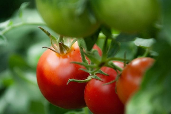 Isso faz da Itália um dos maiores países exportadores de tomate do mundo: cerca de 60% da produção é exportada para outros países da Europa, Estados Unidos, Japão e Canadá.  Reprodução: Flipar