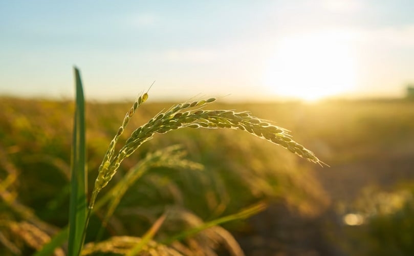 Embora o Brasil tenha avançado na produção de trigo, ainda há desafios a serem superados. O clima e as condições do solo são fatores determinantes para o sucesso da lavoura, o que torna a produção suscetível às variações climáticas. Reprodução: Flipar