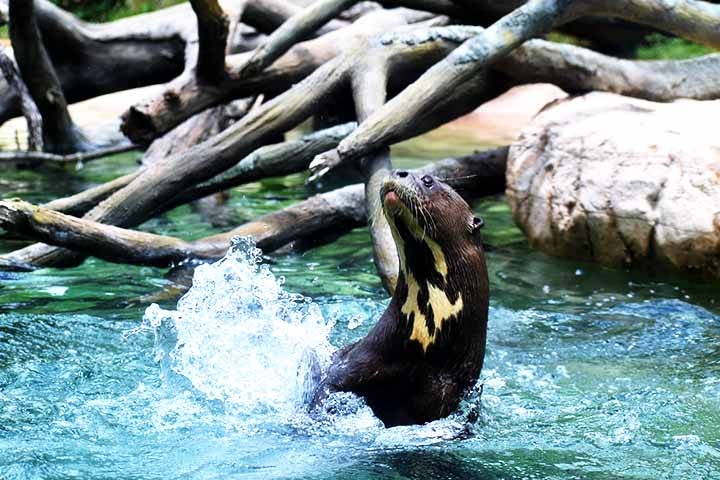 Para que tudo funcionasse, foi necessária a construção de estruturas de quarentena específicas, além de um monitoramento contínuo após a soltura. Reprodução: Flipar