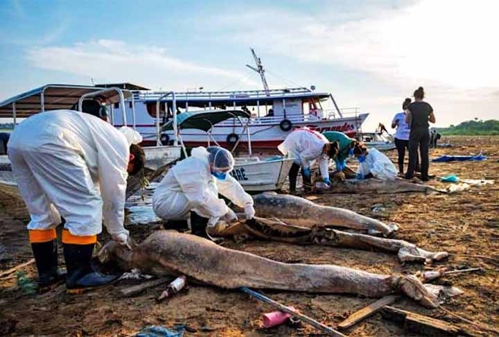 Segundo a Sea Shepherd Brasil , as mortes estão relacionadas à seca e à atuação predatória de seres humanos.
 Reprodução: Flipar