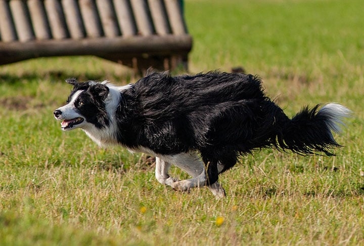 O cachorro border collie é uma espécie oriunda da Grã-Bretanha, criada na fronteira anglo-escocesa  para o trabalho de pastorear carneiros e ovelhas. Reprodução: Flipar