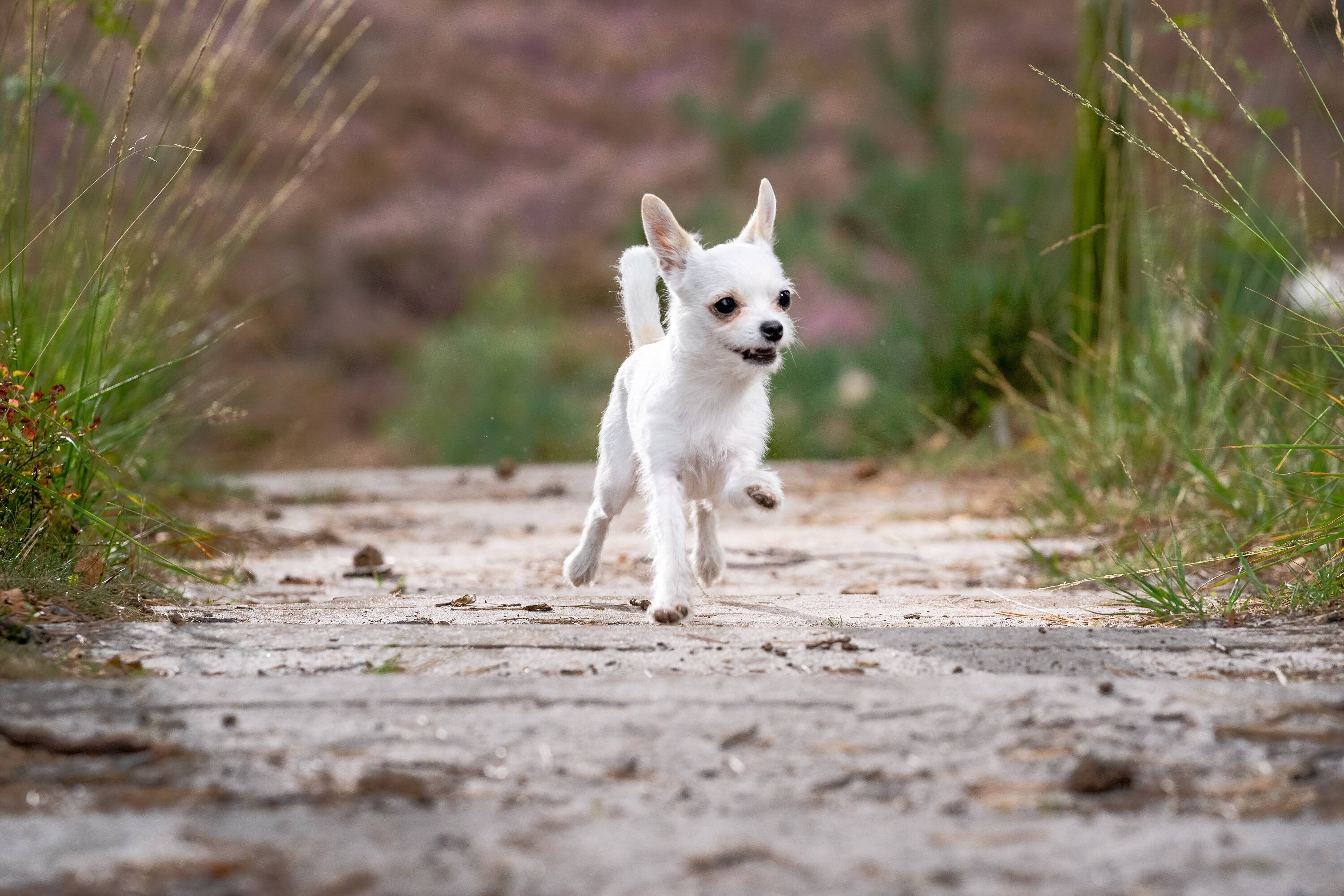 Chihuahua. Foto: Wirestock/Freepik