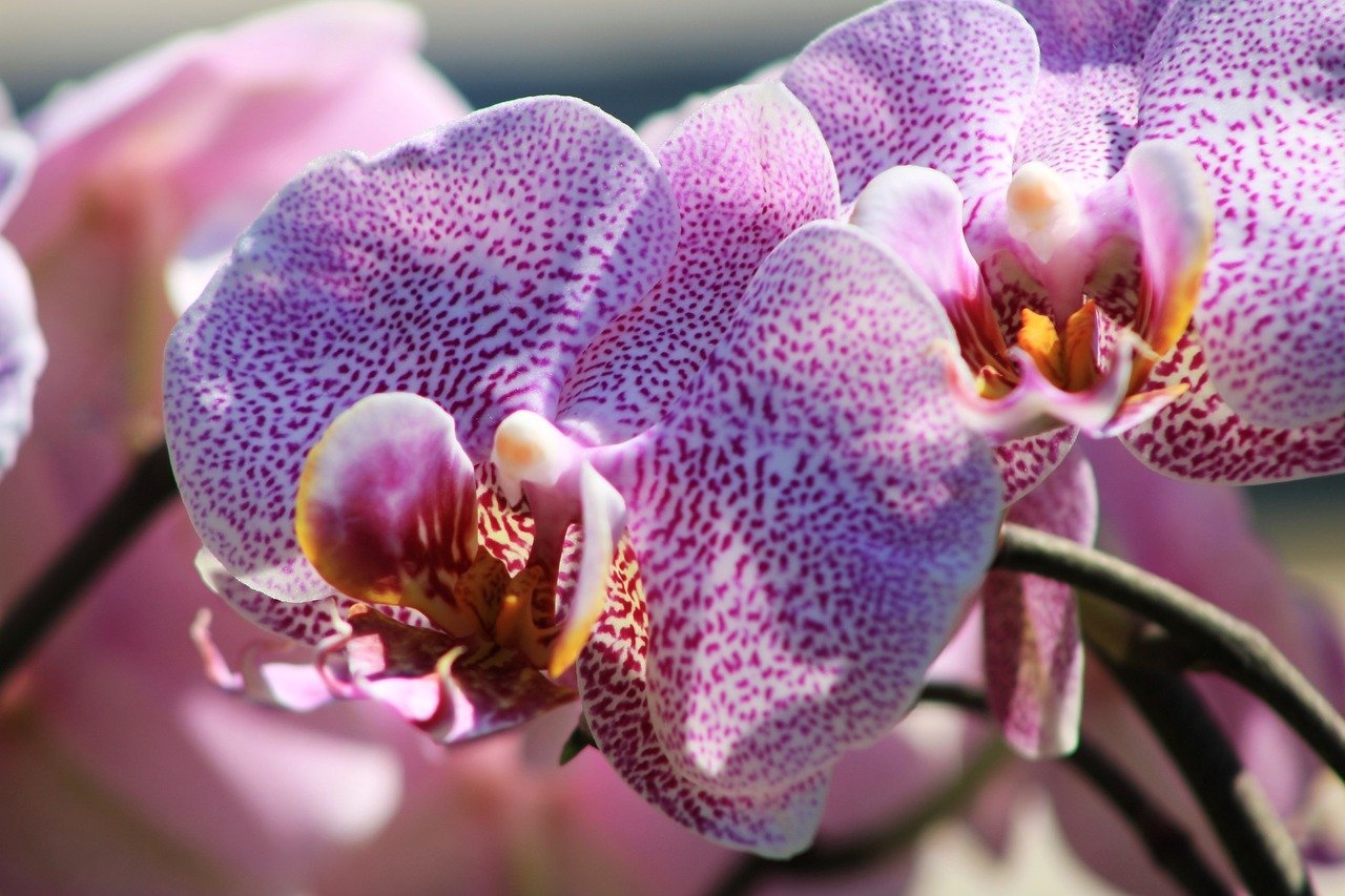 Utilize um fertilizante específico para orquídeas, diluído na água de rega, uma vez por mês durante o período de crescimento (primavera e verão) e a cada dois meses no inverno. Uma fórmula equilibrada (como NPK 20-20-20) é geralmente recomendada. Reprodução: Flipar