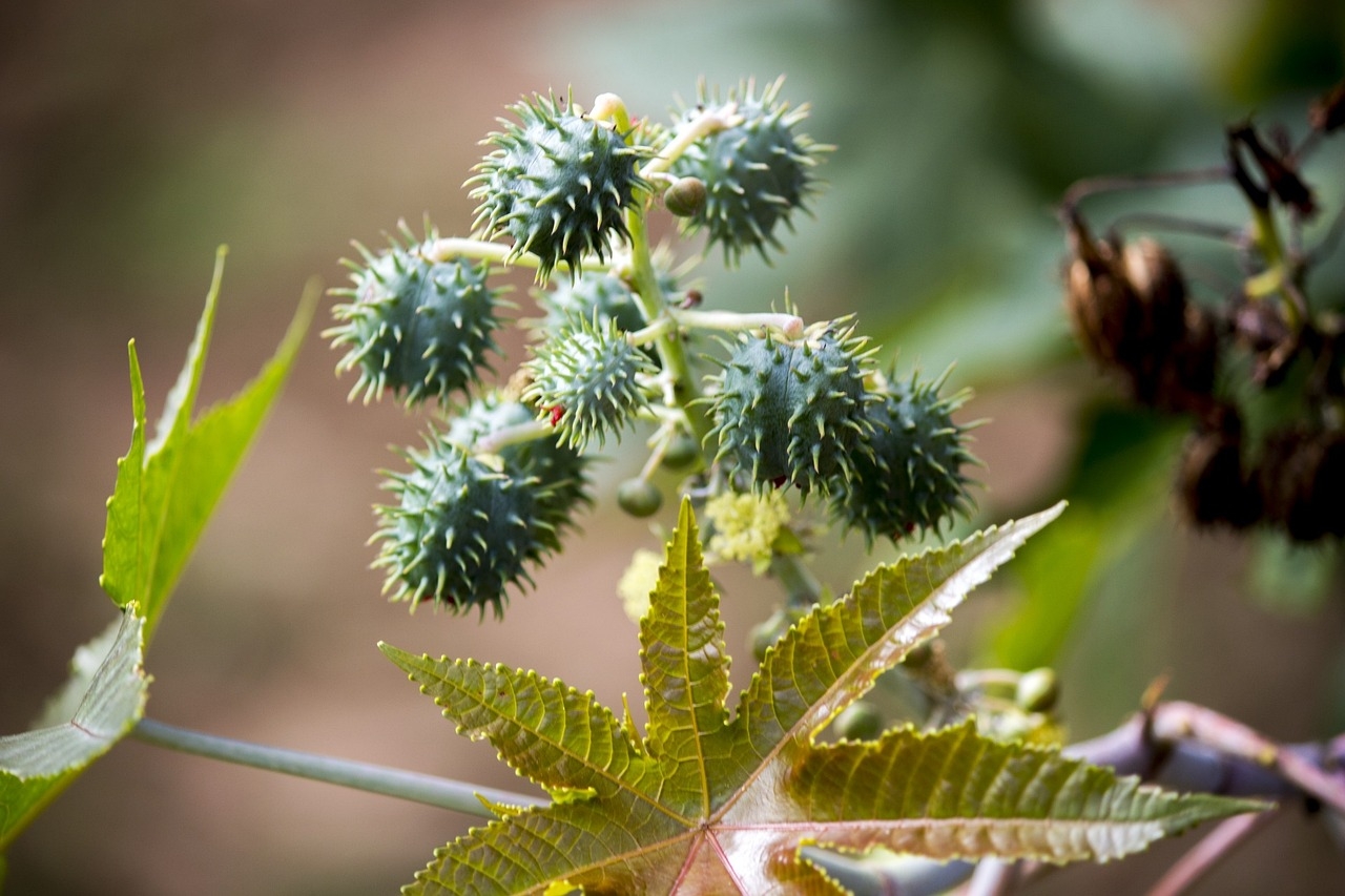 Mamona (Ricinus communis): Originária da África, cresce em áreas tropicais e subtropicais. Suas sementes contêm ricina, uma toxina letal que pode causar falência de órgãos.
 Reprodução: Flipar