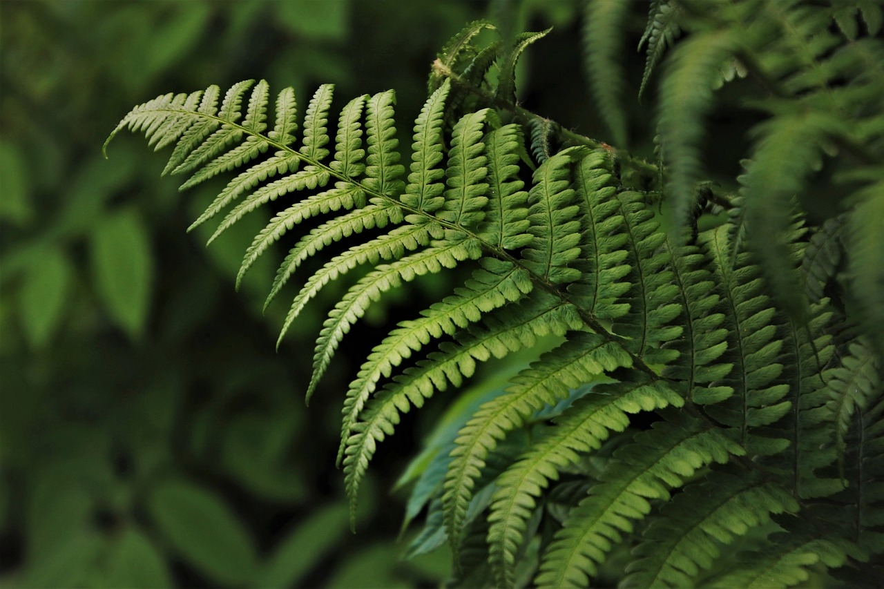 A Samambaia (Nephrolepis exaltata) é uma planta com folhagem delicada, que se espalha de maneira pendente, criando um visual arejado e elegante. Nativa das regiões tropicais e subtropicais, a samambaia é comum em florestas e ambientes internos, sendo popular pela sua capacidade de purificar o ar.
 Reprodução: Flipar