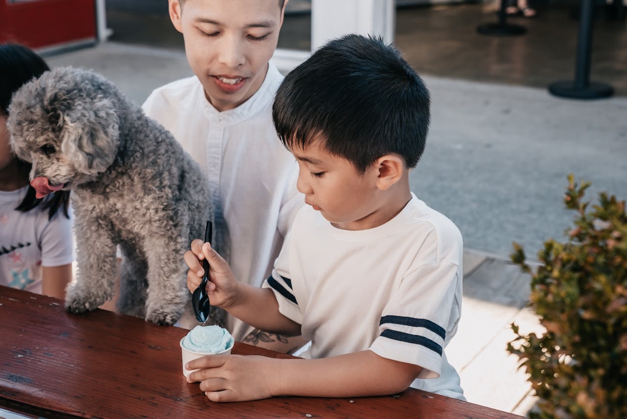 Uma das características mais marcantes do Poodle é o seu pelo encaracolado e espesso. Ele é hipoalergênico, o que o torna uma excelente opção para pessoas com alergias. Reprodução: Flipar