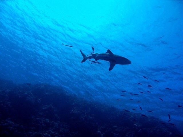Você soube que um jovem desapareceu nas Bahamas após pular no mar, numa área infestada por tubarões? O FLIPAR mostrou e republica para quem não viu, como alerta contra desafios perigosos que são enfrentados por jovens. 