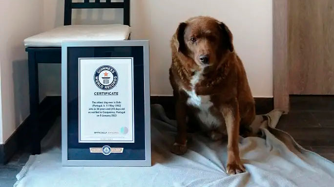O Guinness World Records reconheceu e comprovou a idade de Bobi por meio de exames clínicos. Foto: Reprodução/Guinness World Records 11.05.2023