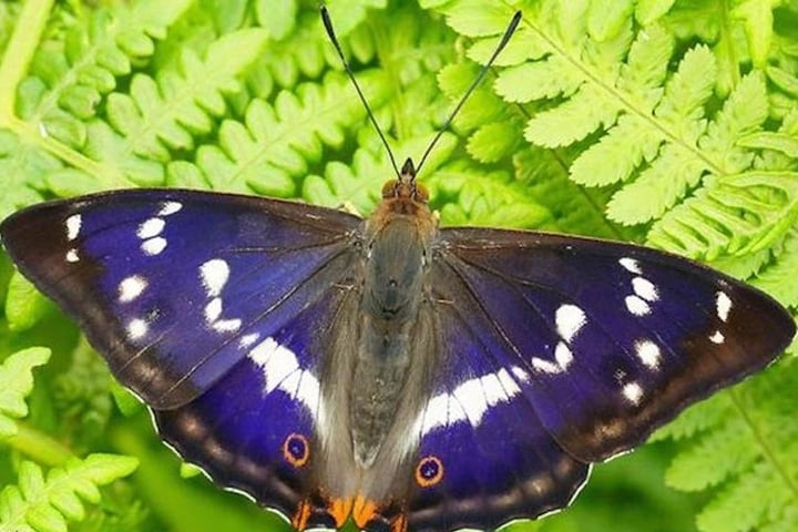 Imperador Roxo - O nome se deve aos machos que têm o azul púrpura nas asas. As fêmeas não têm essa tonalidade. Os machos ficam nas copas das árvores e as fêmeas descem para colocar ovos no solo.  Reprodução: Flipar