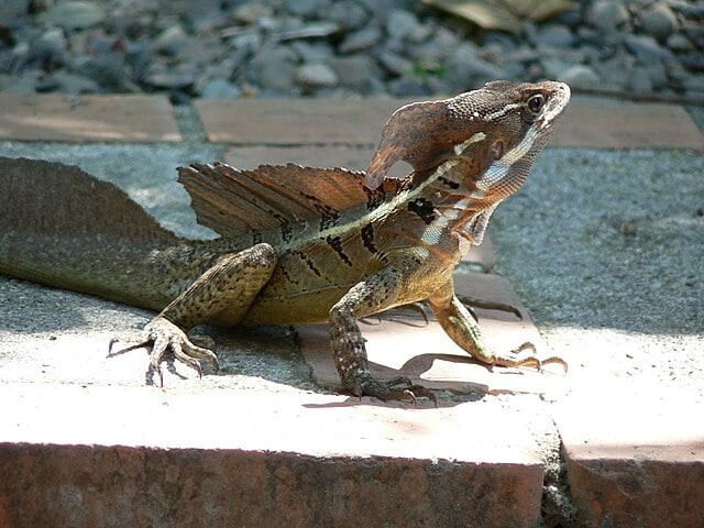 Basilisco-comum (Basiliscus basiliscus) - Originário da América Central e do Sul, o basilisco vive em florestas tropicais próximas a cursos d’água. Pode viver entre 7 e 10 anos na natureza, dependendo das condições ambientais. Reprodução: Flipar