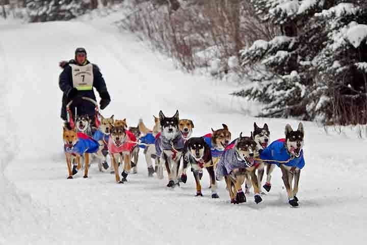 Mushers - Eles conduzem trenós puxados por cães em regiões nevadas, uma atividade que varia de transporte a esportes competitivos, especificamente na Islândia. O Brasil possui um clima tropical e subtropical. Passa longe do Mushing. Reprodução: Flipar