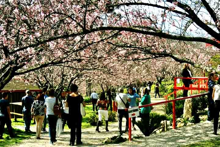 O cenário do jardim japonês, todo pintado em tons de rosa pelas sakuras, é um convite à contemplação, à fotografia e à conexão com a natureza. Reprodução: Flipar