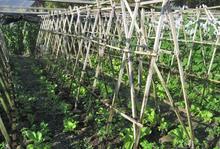 No país, as atividades mais tradicionais são a pesca e o cultivo de palmeiras e hortas.  A economia é incrementada pela exportação de três produtos. Um deles é a copra (polpa seca de coco, de onde se tira o óleo de coco).