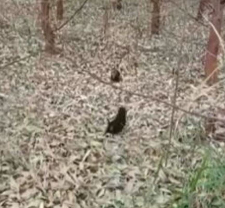Em 2022, dois filhotes de cachorro-vinagre tinham sido encontrados na floresta de eucaliptos em Inocência (MS), também causando surpresa.  Reprodução: Flipar