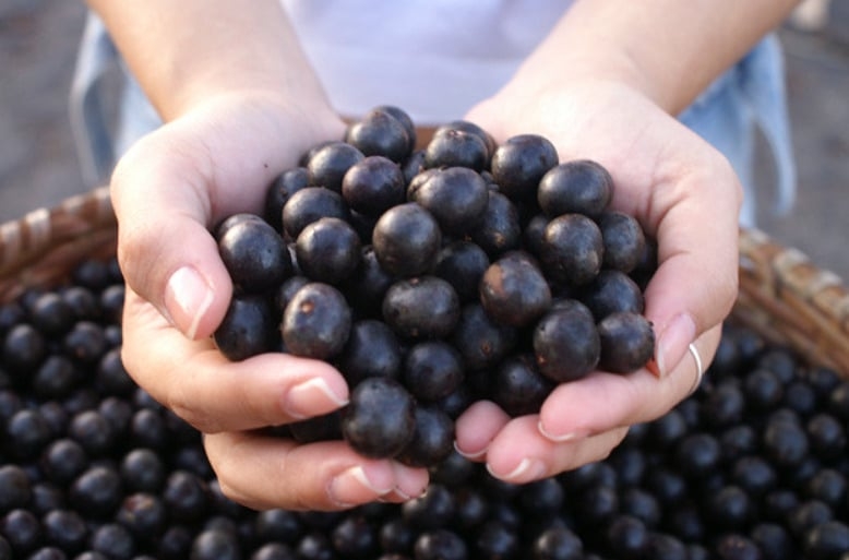 O açaí foi eleito recentemente a sétima melhor fruta do mundo. O fruto amazônico ganha mais popularidade. É rico em antioxidantes, nutrientes e fibras que podem trazer diversos benefícios para a saúde. Reprodução: Flipar