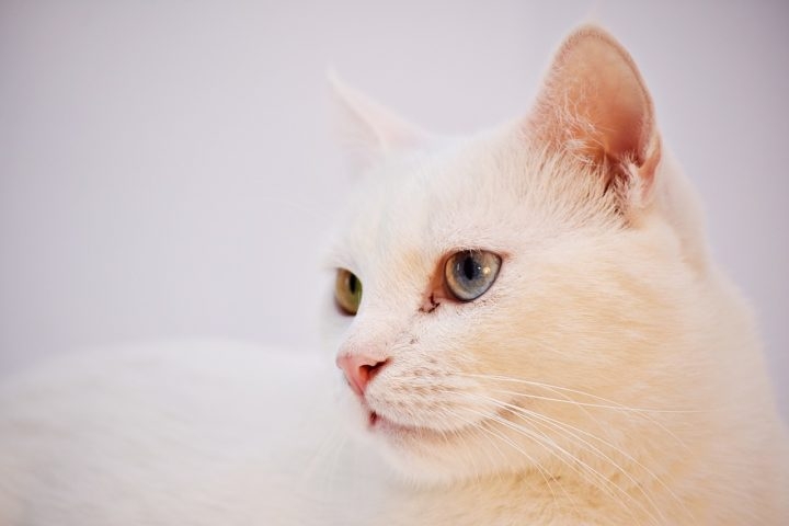 Os gatos angorá têm a pelagem longa e sedosa, com predominância do branco e do alaranjado. Eles têm  orelhas pontiagudas e corpo elegante. Nativos da Turquia, vivem de 12 a 18 anos. Reprodução: Flipar