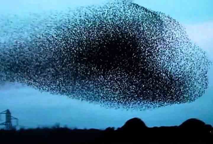 Tratam-se de vastos e coordenados movimentos em grupo que esses pássaros realizam no céu, criando padrões fluidos que parecem dançar no ar. Reprodução: Flipar