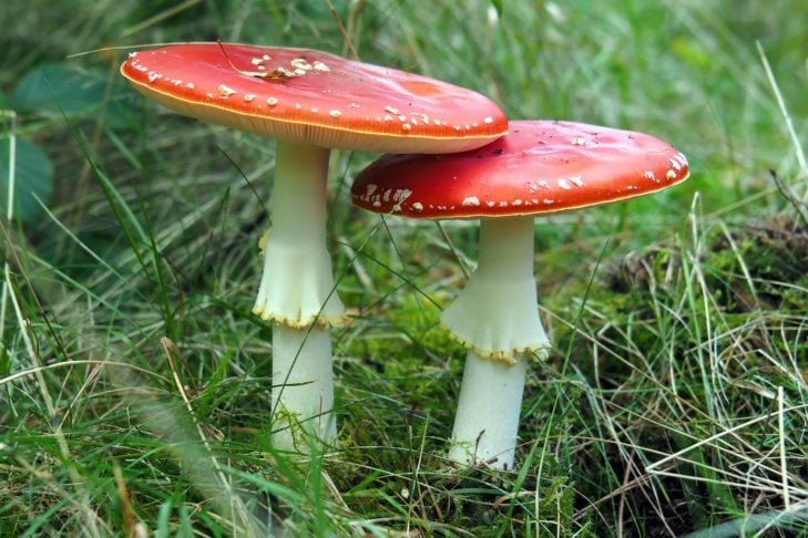 Na natureza, é preciso ter cuidado porque nem todos os cogumelos são comestíveis e podem ser até venenosos. Reprodução: Flipar