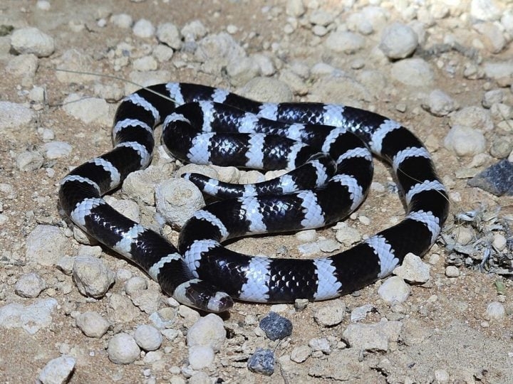 A serpente em questão era uma Bandy Bandy, espécie venenosa típica da Austrália que tem hábitos noturnos e mede até 76 cm. Reprodução: Flipar