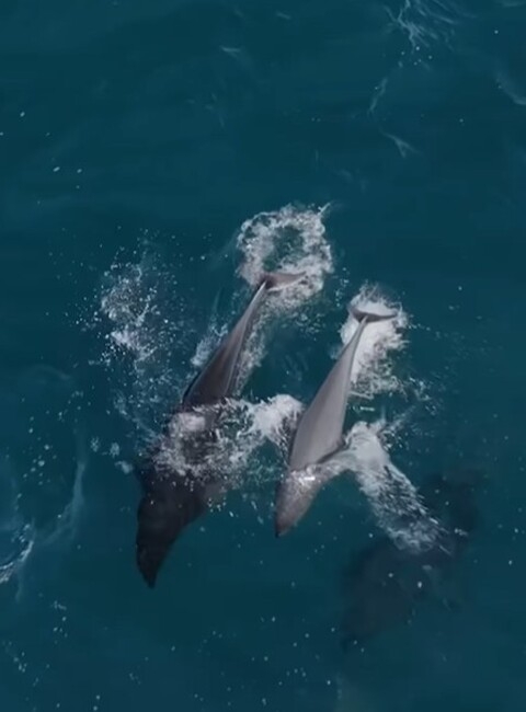 Brodsky, que é cinegrafista da empresa de passeios de barco Monterey Bay Whale Watch, avistou os golfinhos a cerca de 17 quilômetros do porto. “Quando eles saltam, parecem sobrancelhas voadoras”, declarou o capitão de barca, referindo-se ao fato de esses mamíferos pertencerem a uma das poucas espécies de golfinho sem barbatana dorsal.

 Reprodução: Flipar
