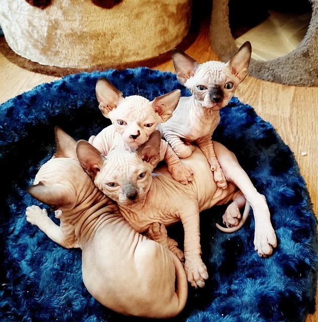 Um cuidado com o Sphynx: Como não elimina gordura por falta de pelos, deve ser limpo com toalhinhas umedecidas uma vez por semana. Banho uma vez por mês com shampoo neutro. Vive cerca de 14 anos. Reprodução: Flipar