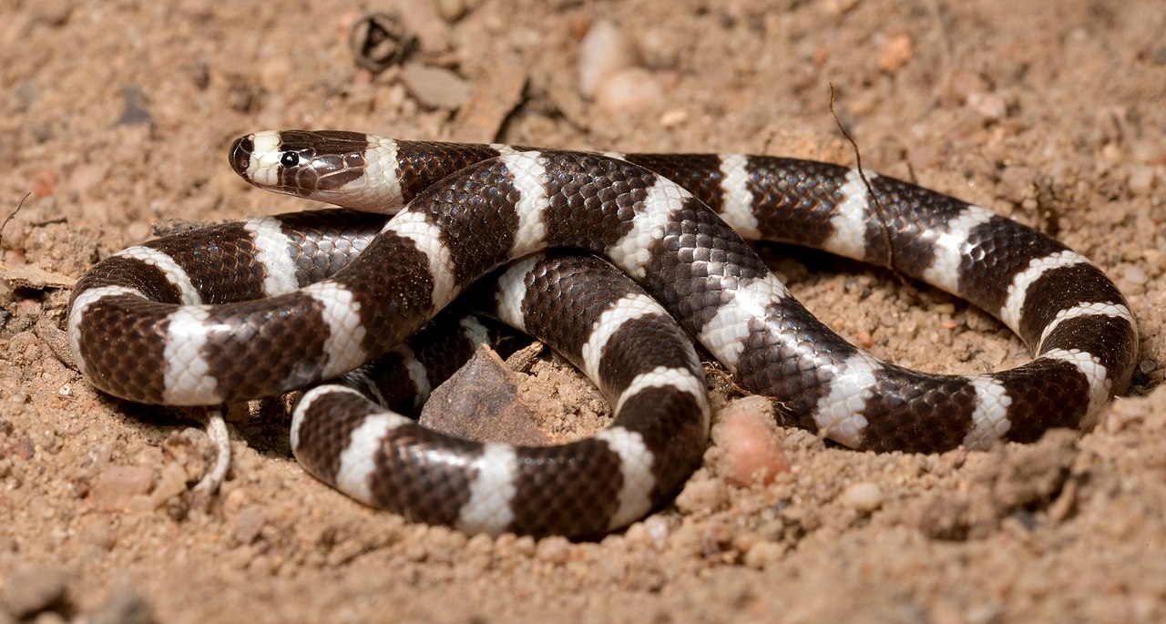 A cobra que assustou o ator é extremamente venenosa. Trata-se de uma Bandy Bandy, que tem anéis pretos e brancos. 